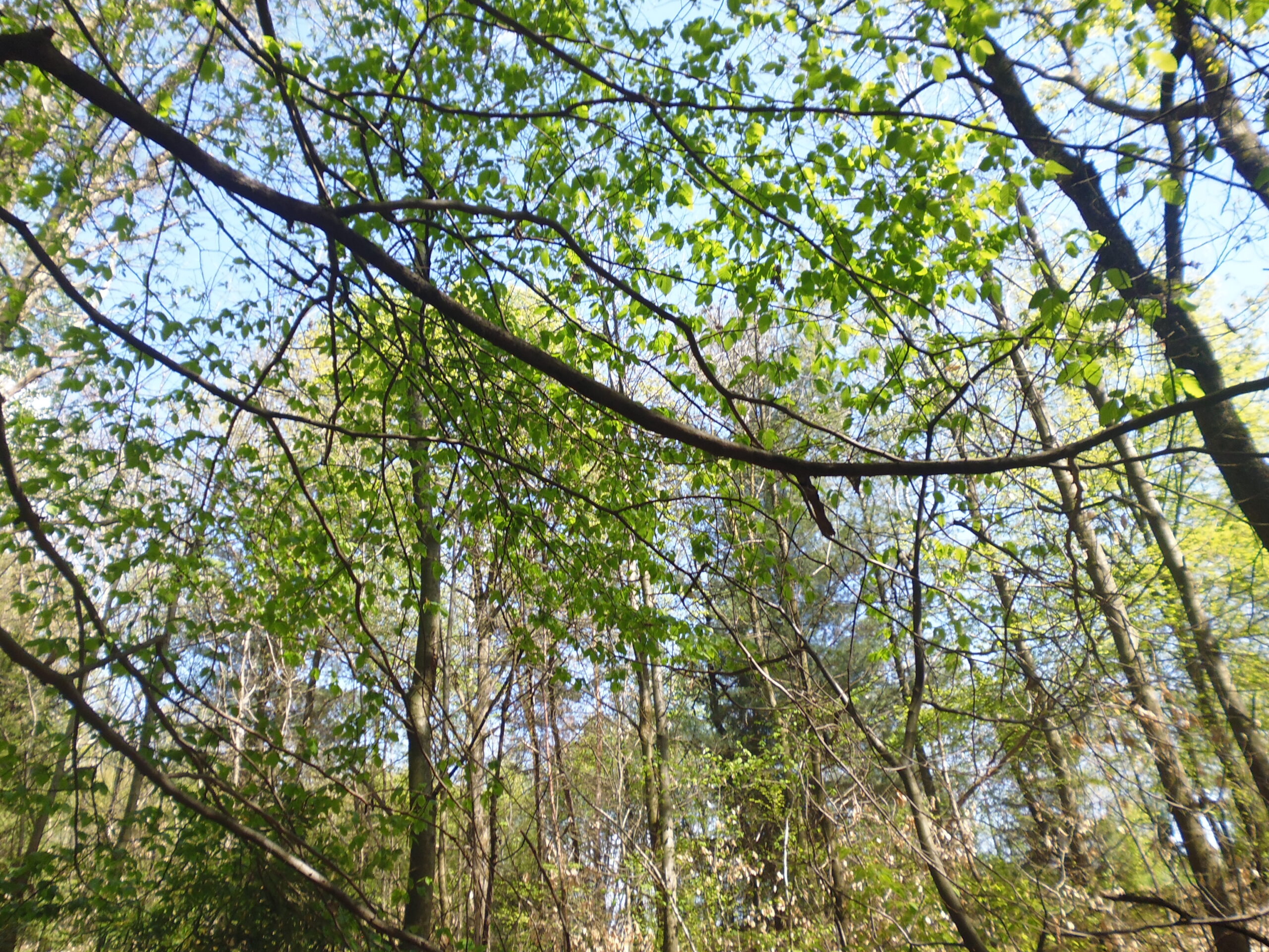 P1020604